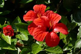 Red hibiscus-hibiscus medical plant
