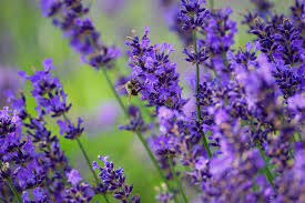 Lavender plant-indoor-pest-repellent-plants