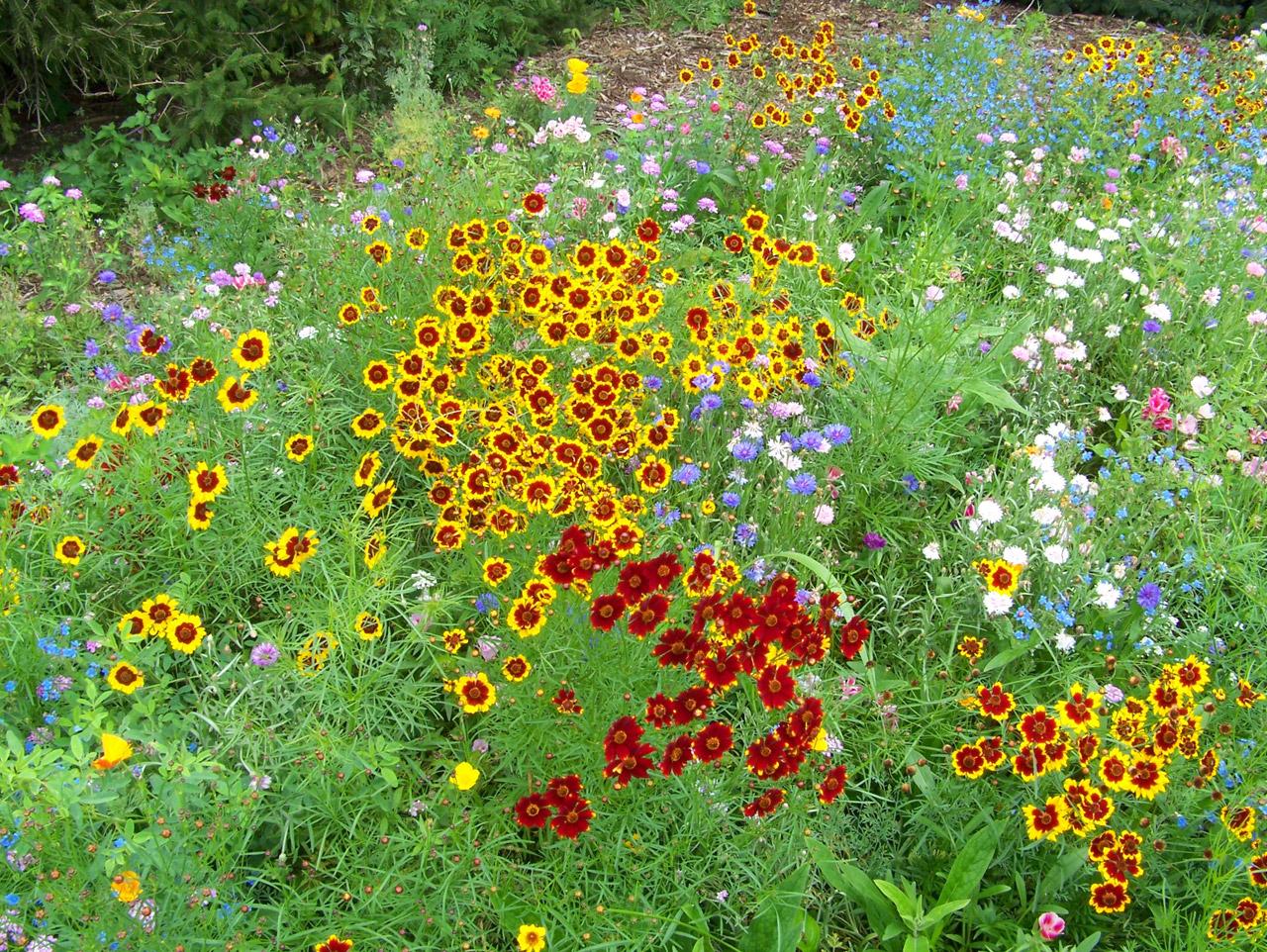 Wildflower Seeds-how-to-plant-a-meadow
