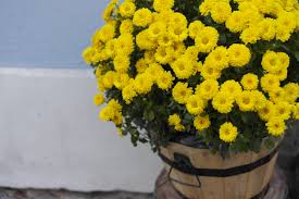 Chrysanthemums arrangement-indoor-pest-plant-repellent