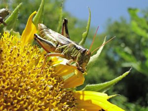 February Garden Insect Pests Guide In South Florida-a-grasshopper