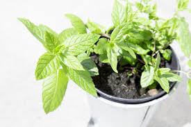 Growing peppermint in containers-indoor-pest-plant-repellent