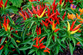 Chilli Peppers-how-to-use-aspirin-in-the-garden
