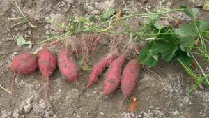 Sweet potato-How- to- grow- sweet potato- in- the- home- garden