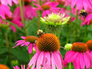 How To Attract Bees To YourCarden-bee-on-purple-cone-flower