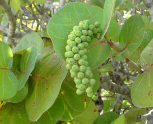 How To Grow Sea Grapes From Seeds-sea-grape-berries