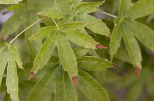 Brown Leaf Tips-browning-of-plant-leaves-tips