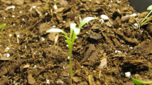 Cilantro-growing-and-harvesting-cilantro