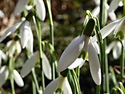 Snowdrop Bulbs-spring-bulbs-frost-protection