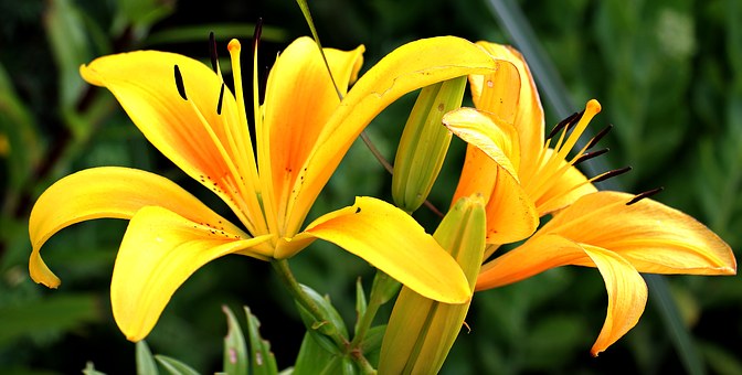 Lily-apartment-gardening
