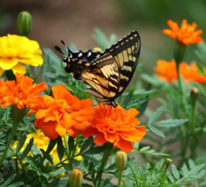 Cool Season Annuals For South Florida-butterfly-collecting-nectar-from-marigold