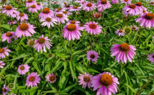 ConeFlowers Care-purple-cone-flowers