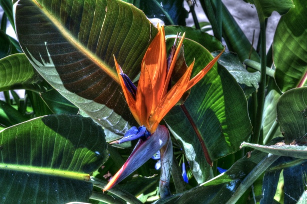 Bird Of Paradise Plant-how-to-grow-a-bird-of-paradise-plant