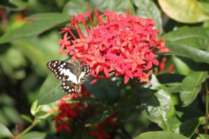 How To Correct Ixora Yellowing Leaves-butterfly-collecting-nectar-from-ixoras