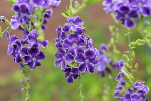 How To Grow Duranta From Seeds-golden-duranta-flowers