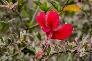 Pruning A Hibiscus Tree-red-hot-hibiscus-plant