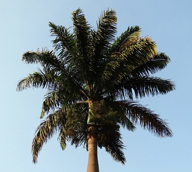 Royal palm-royal-palm-care