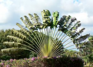 Travelers Palm-a-travelers-palm