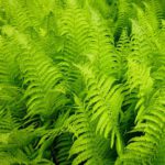 House Plants That Cleans Molds From Your Home's Air In South Florida-boston-ferns