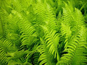 Ferns-how-to-grow-ferns