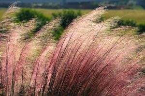 Ornamental Grass Companion Plants-pink-muhly-grass