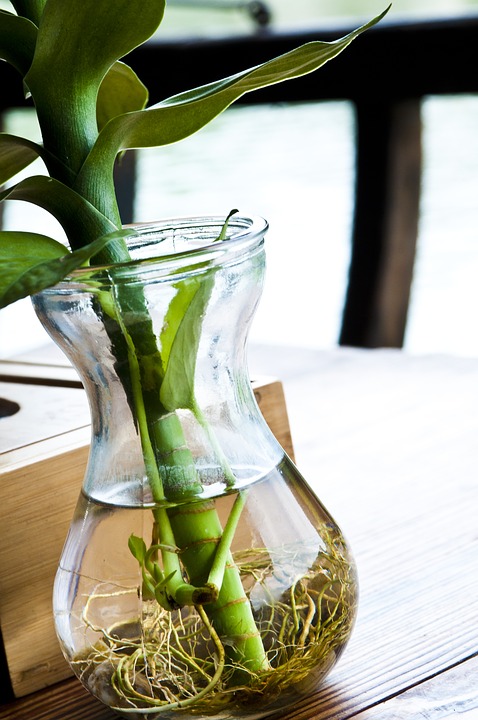 A plant growing in a bottle-indoor-water-gardens