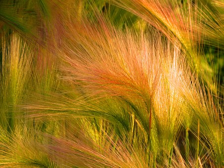 Foxtail Barley-foxtail-barley-grass