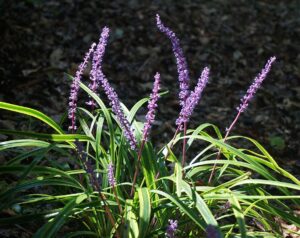 Caring For Liriope-liriope-flowering-plant 