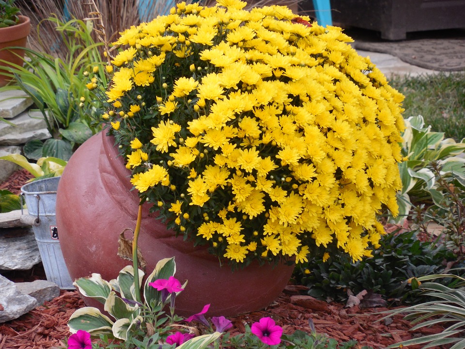How To Care For A Fall Container Garden-flowers-in-a-container