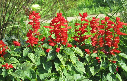 Salvia Flowers-how-to-care-for-the-salvia-plant