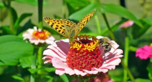 Zinnia Flower Care-butterfly-and-bee-on-zinnia