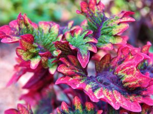 Cool Season Annuals For South Florida-coleus-garden-plants