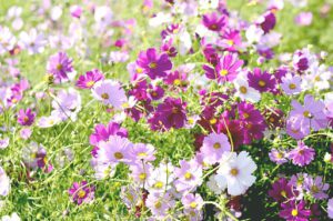 Organic Gardening For Kids-cosmos-flowers