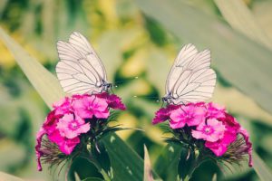 Dianthus Plant Care-butterflies-on-dianthus-flowers