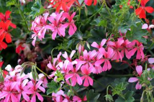 Cool Season Annuals For South Florida-geranium-flowering-plants