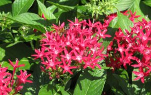 Penta Plant Diseases-penta-flowers