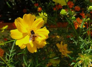 Cosmos Flower Care-bee-on-flower