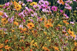 Cosmos Flower Care-cosmos-flowering-plants