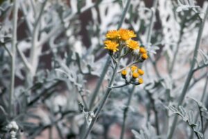 Dusty Miller Care-dusty-miller-with-yellow-flowers