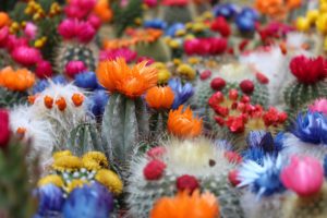 Hanging Succulent Plants-flowering-cactus