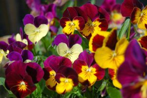 Cool Season Annuals Fpr South Florida-viola-flowers
