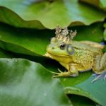 Backyard Water Gardens In South Florida-a-frog-resting