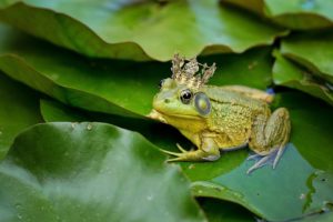 Frog-how-toattract-toads-in-the-garden