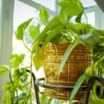 House Plants That Cleans Molds From Your Home's In Sout Florida-a-golden-pothos