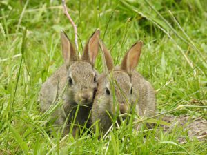 How To Befriend Wild Rabbits-two-rabbits-resting