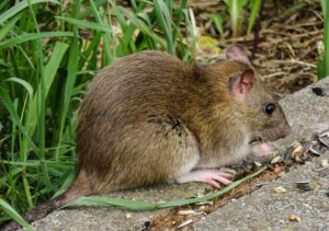 Keeping Animals Out Of Compost-a-rat