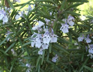 Herbs To Plant In The Fall In South Florida-rosemary-herb