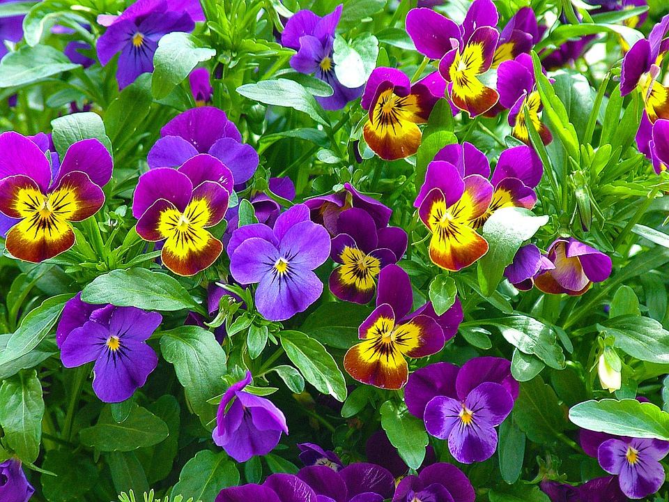 When To Plant Fall Annuals-pansies-flowering-plants