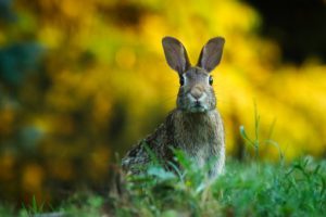 Animal Control-a-rabbit