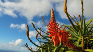 Aloe-edible-succulent-plants